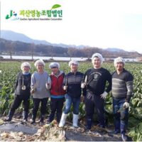 괴산배추 인기 상품 [괴산영농조합법인] 괴산 절임배추 20kg 국산 절인배추 24년 예약, 중품 괴산절임배추20kg, 2월 1일 목 도착 외 TOP8