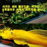 L-144 안시 숏핀(청소물고기)유어 1마리, 1kg 외 안시물고기 인기 상품 BEST 8가지