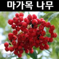 마가목나무 묘목 - 실생2년 뿌리묘 5개